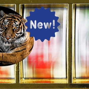 放松游戏欢迎 2022 Tiger Kingdom Infinity Reels